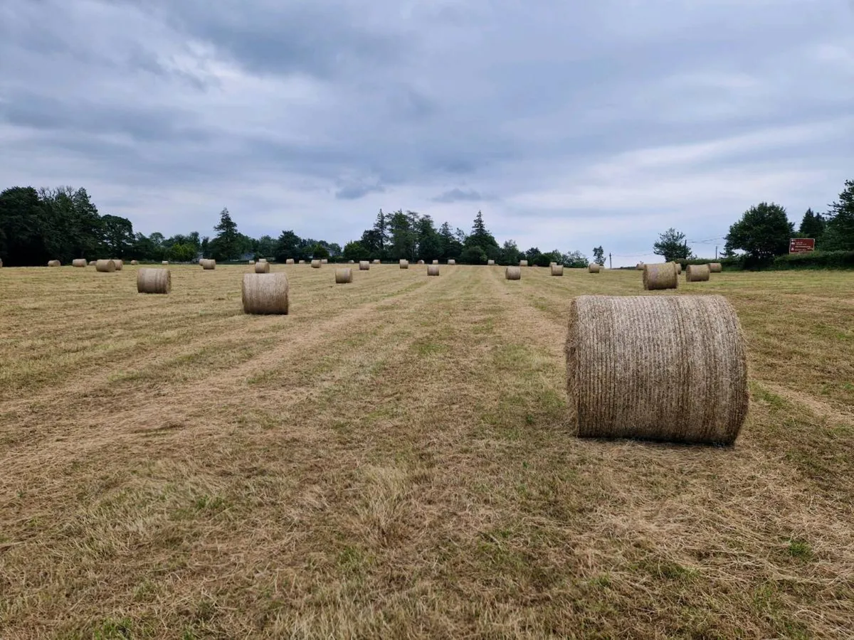 Hay - Image 3