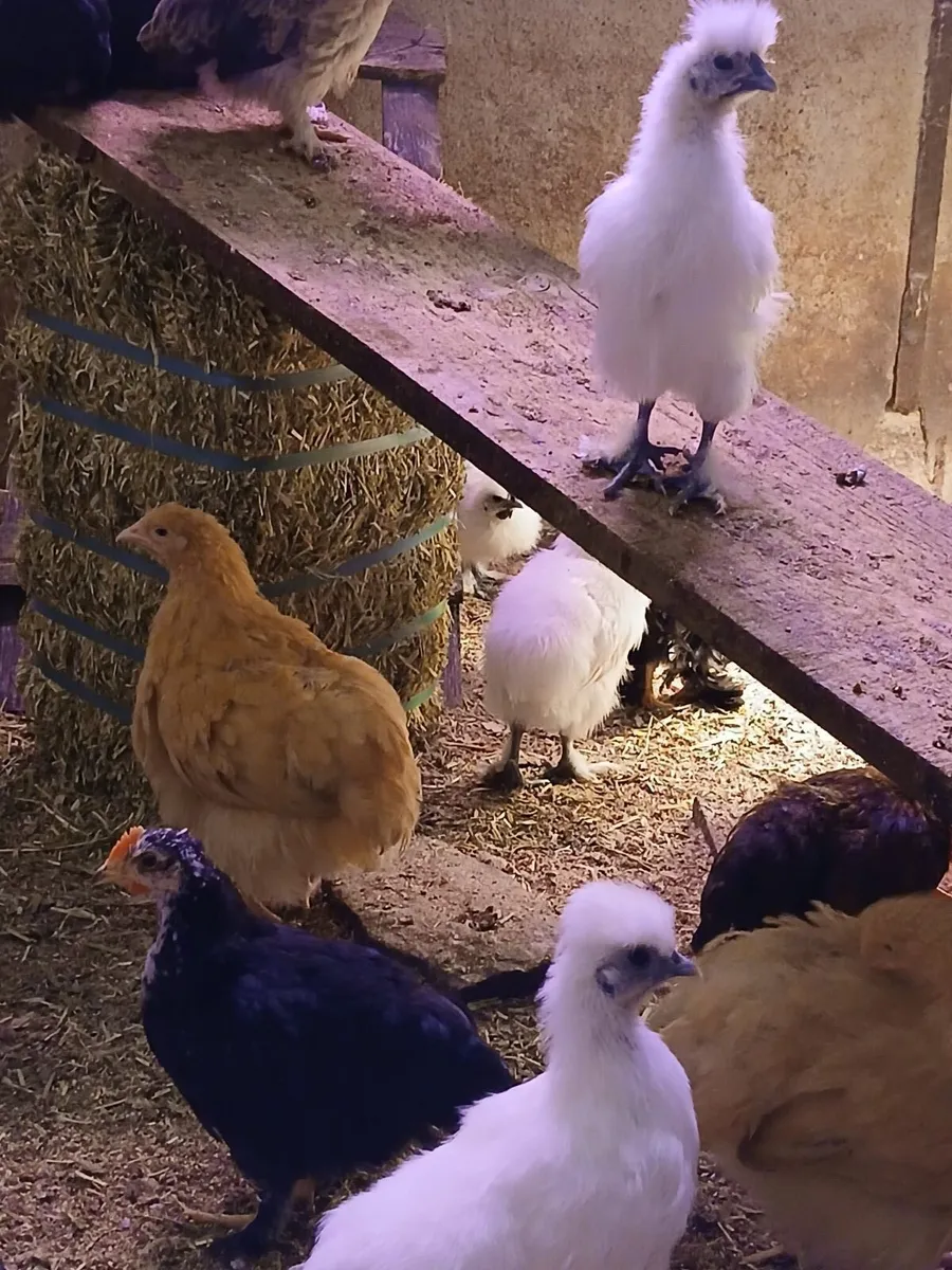 Silkies - Image 2