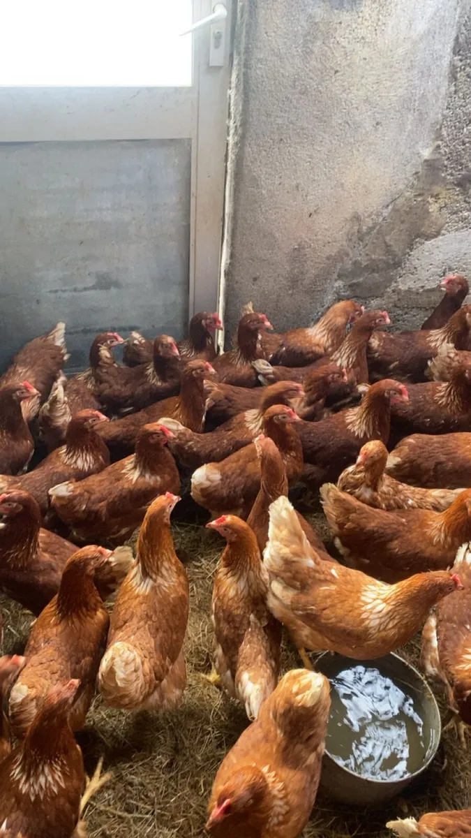 60 class laying hens - Image 1