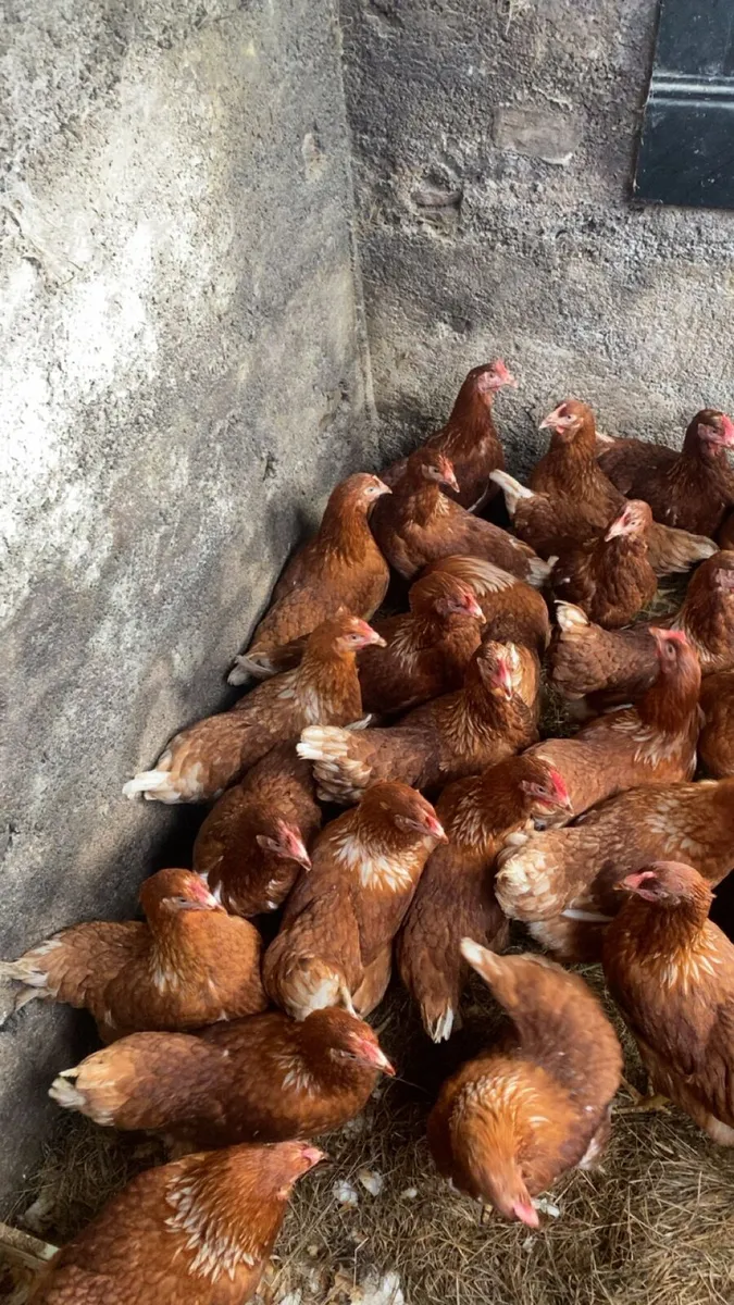 60 class laying hens - Image 2