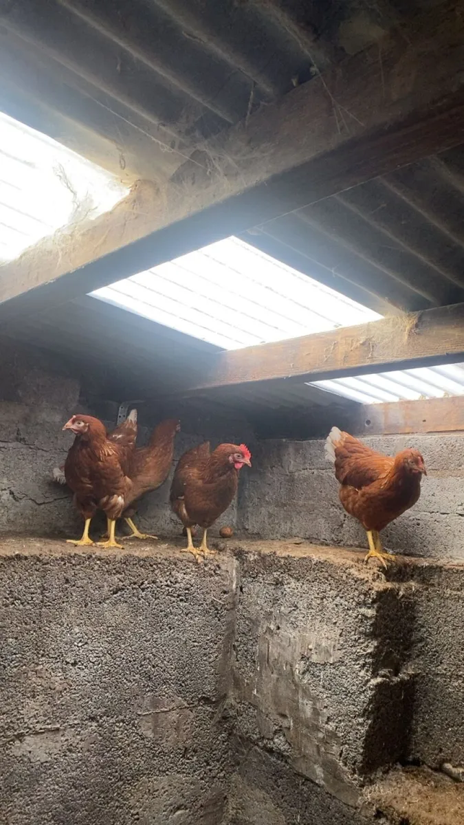 60 class laying hens - Image 3