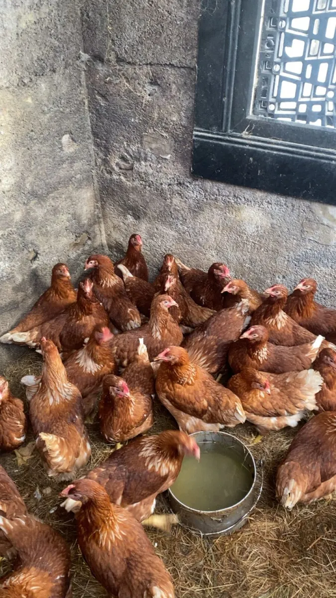 60 class laying hens - Image 4