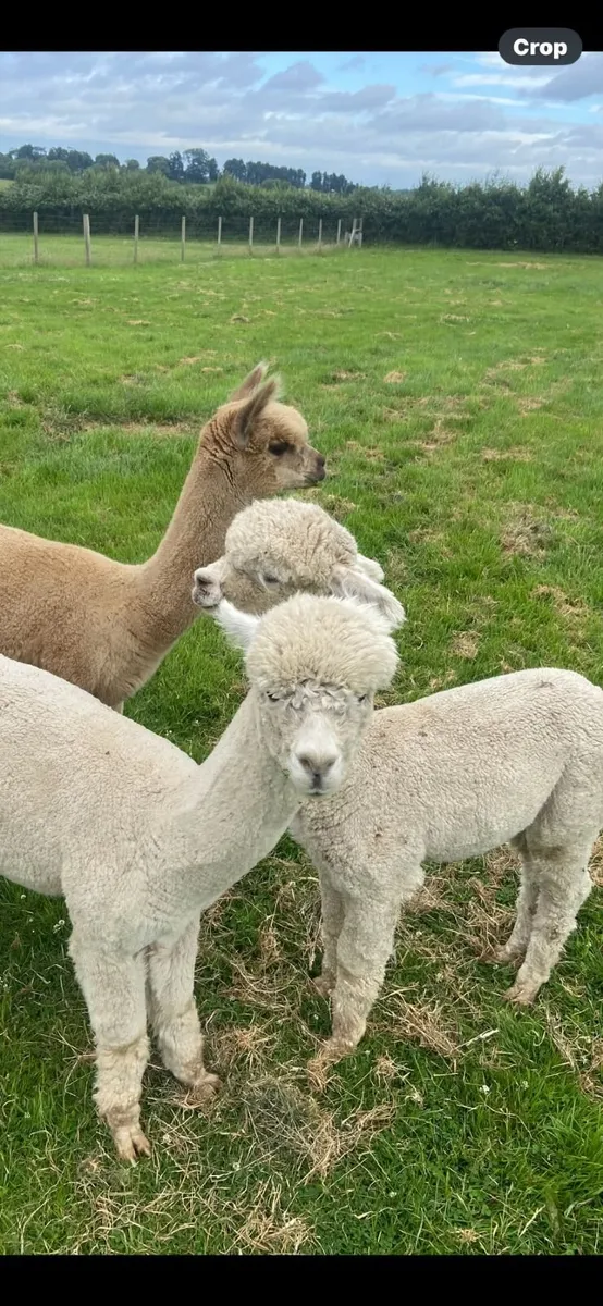 Cria alpaca - Image 1