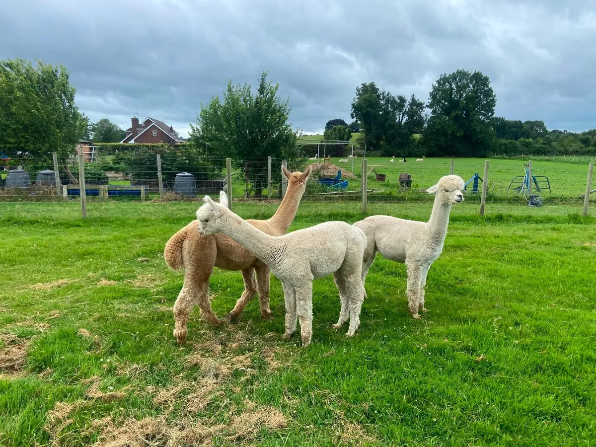 Cria alpaca - Image 2
