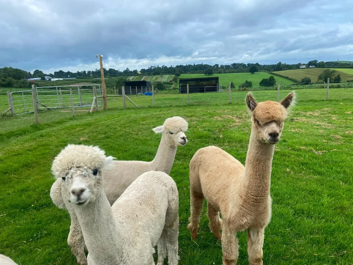 Cria alpaca - Image 3