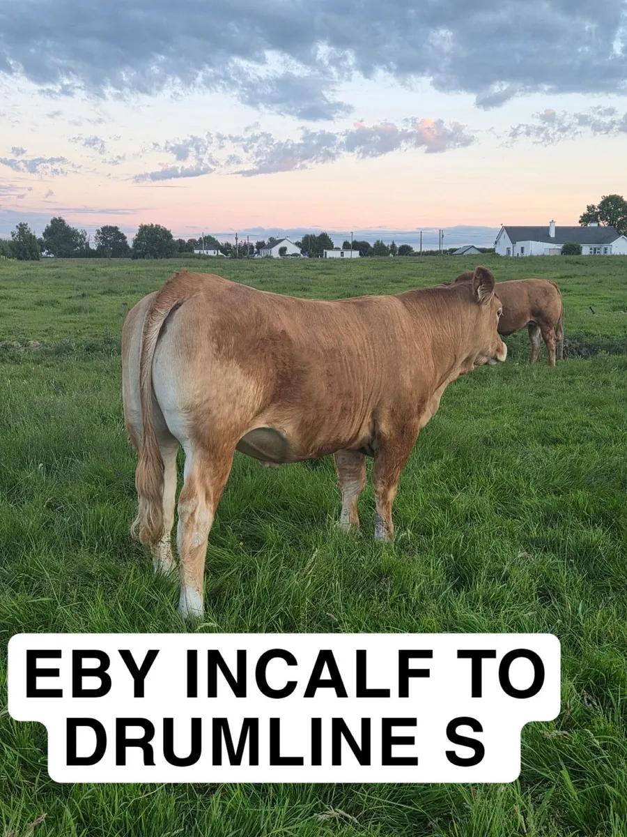 Incalf Heifers - Image 2