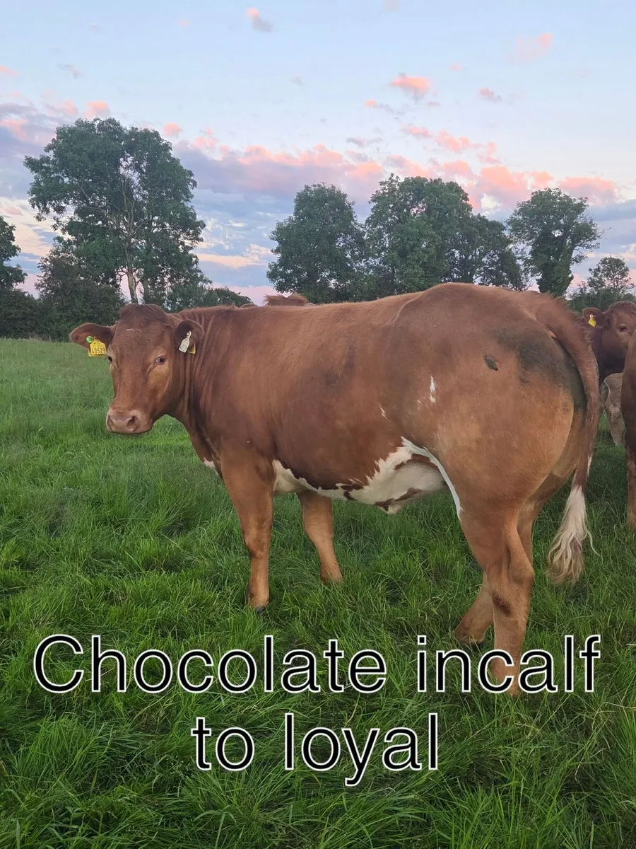 Incalf Heifers - Image 3
