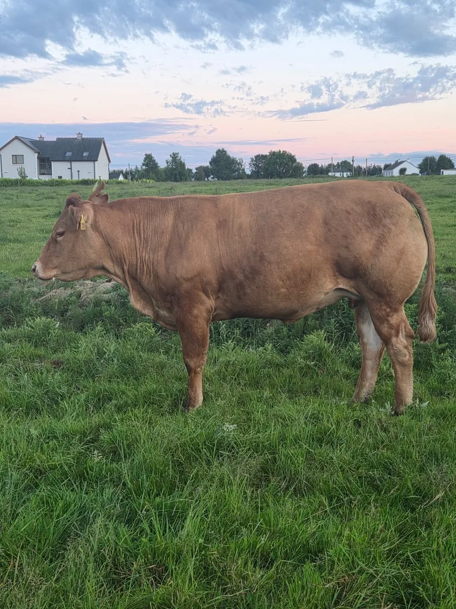 In calf Heifers - Image 4