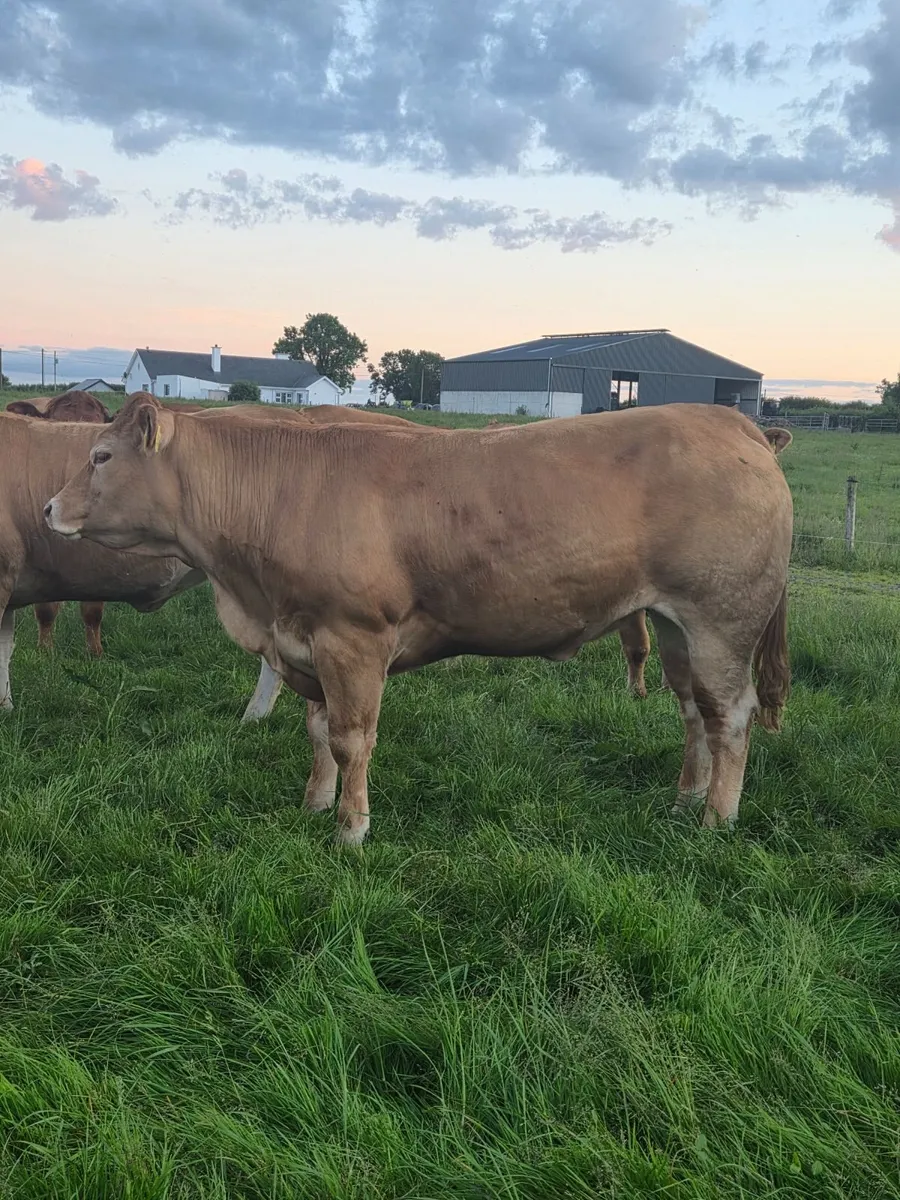 In calf Heifers - Image 1