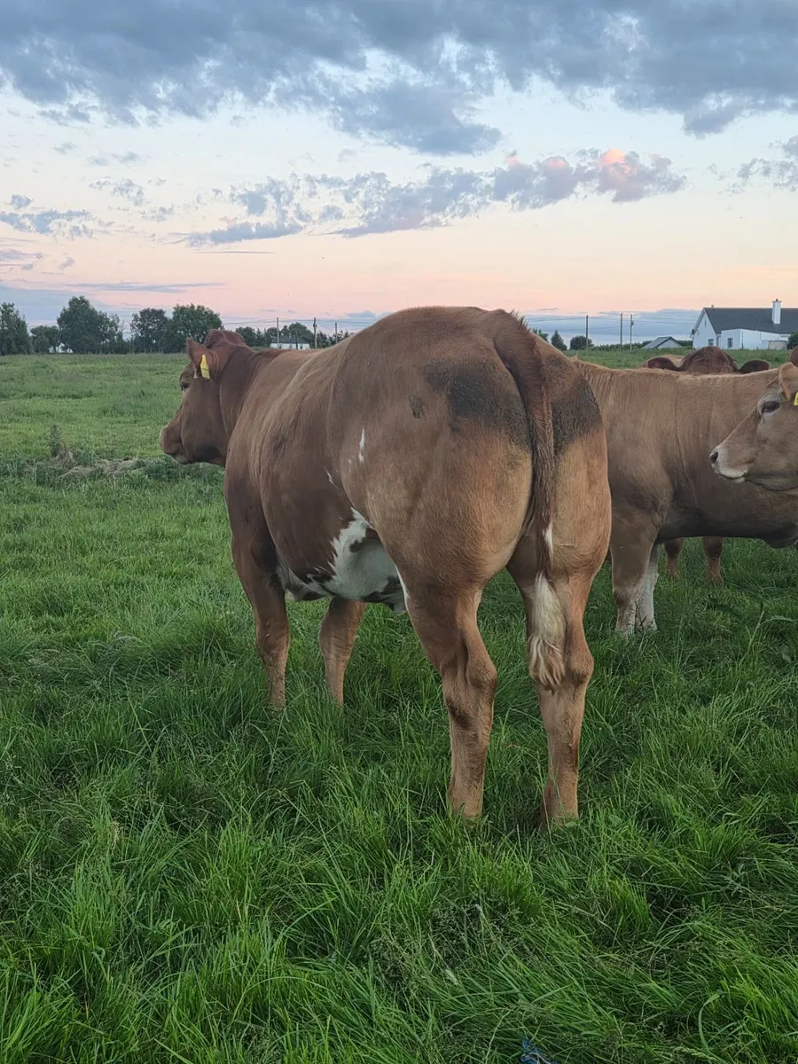 In calf Heifers - Image 2