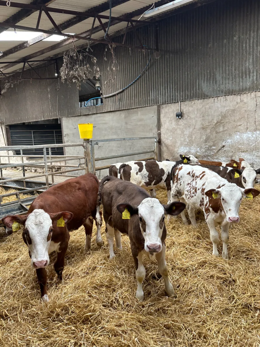 Simmental heifers - Image 1