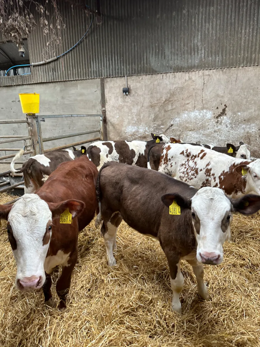 Simmental heifers - Image 2