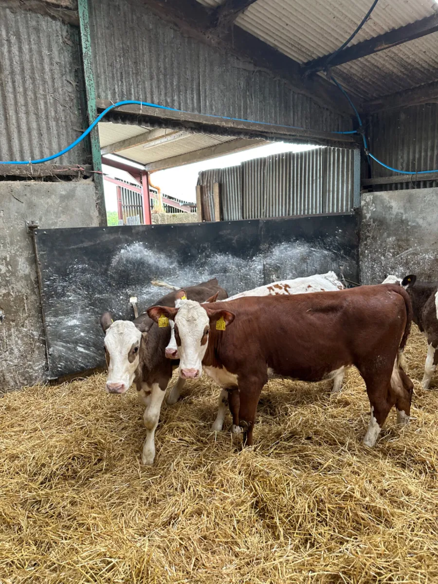 Simmental heifers - Image 4