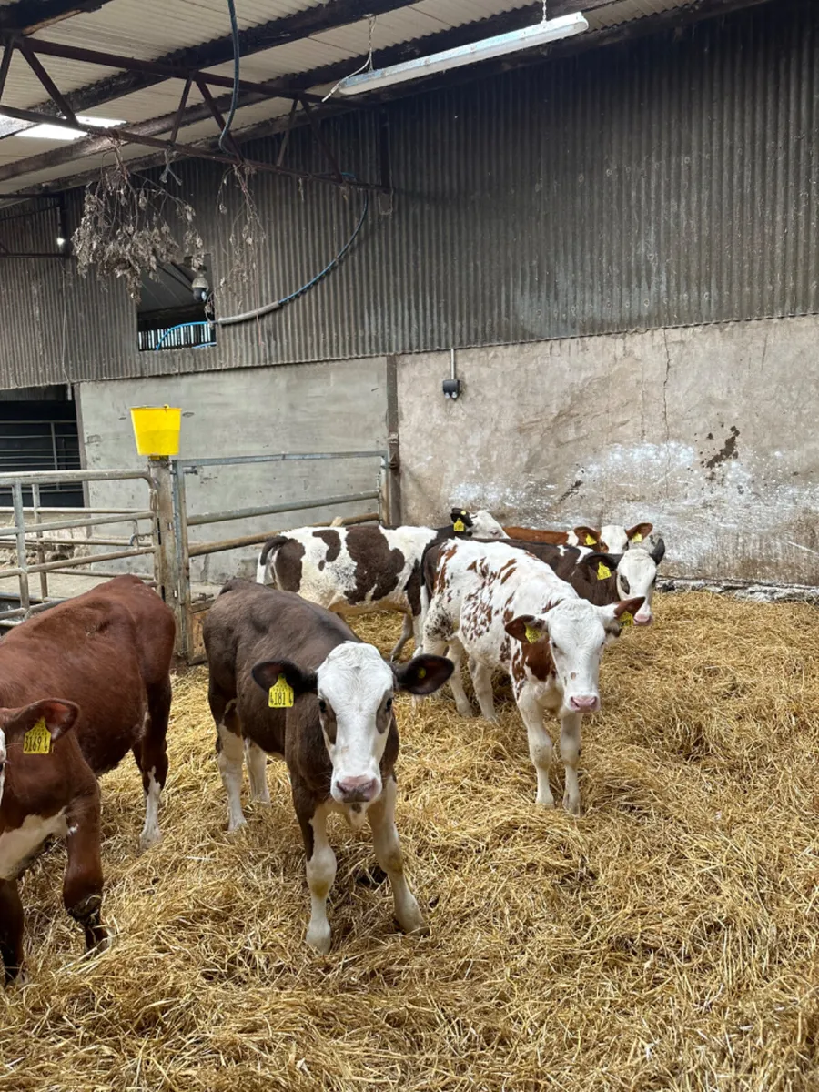 Simmental heifers - Image 3