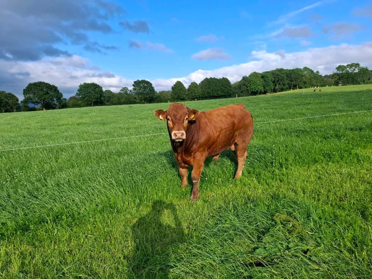 Pedigree limousin bulls 4 - Image 2