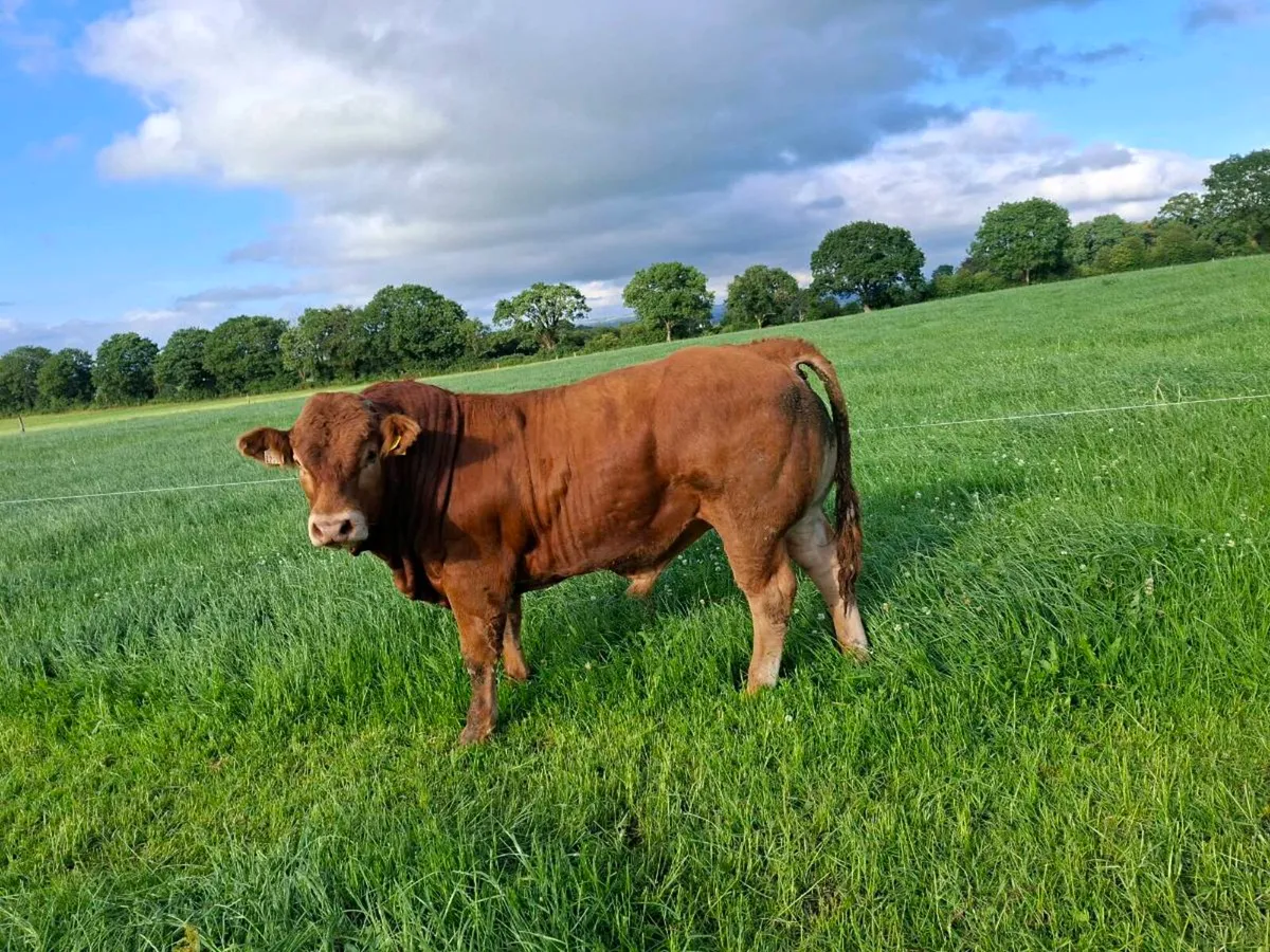 Pedigree limousin bulls 4 - Image 3
