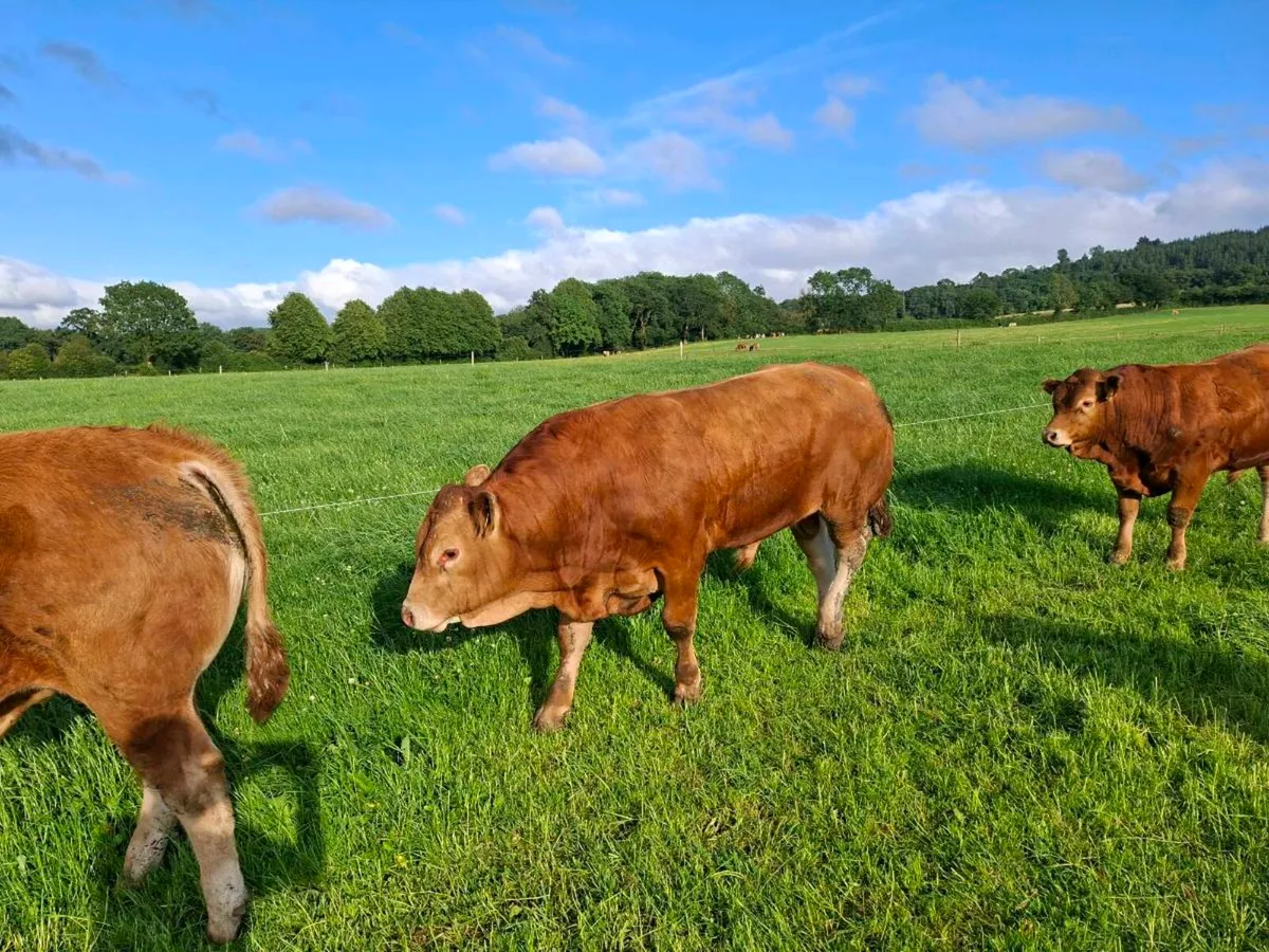 Pedigree limousin bulls 4 - Image 4