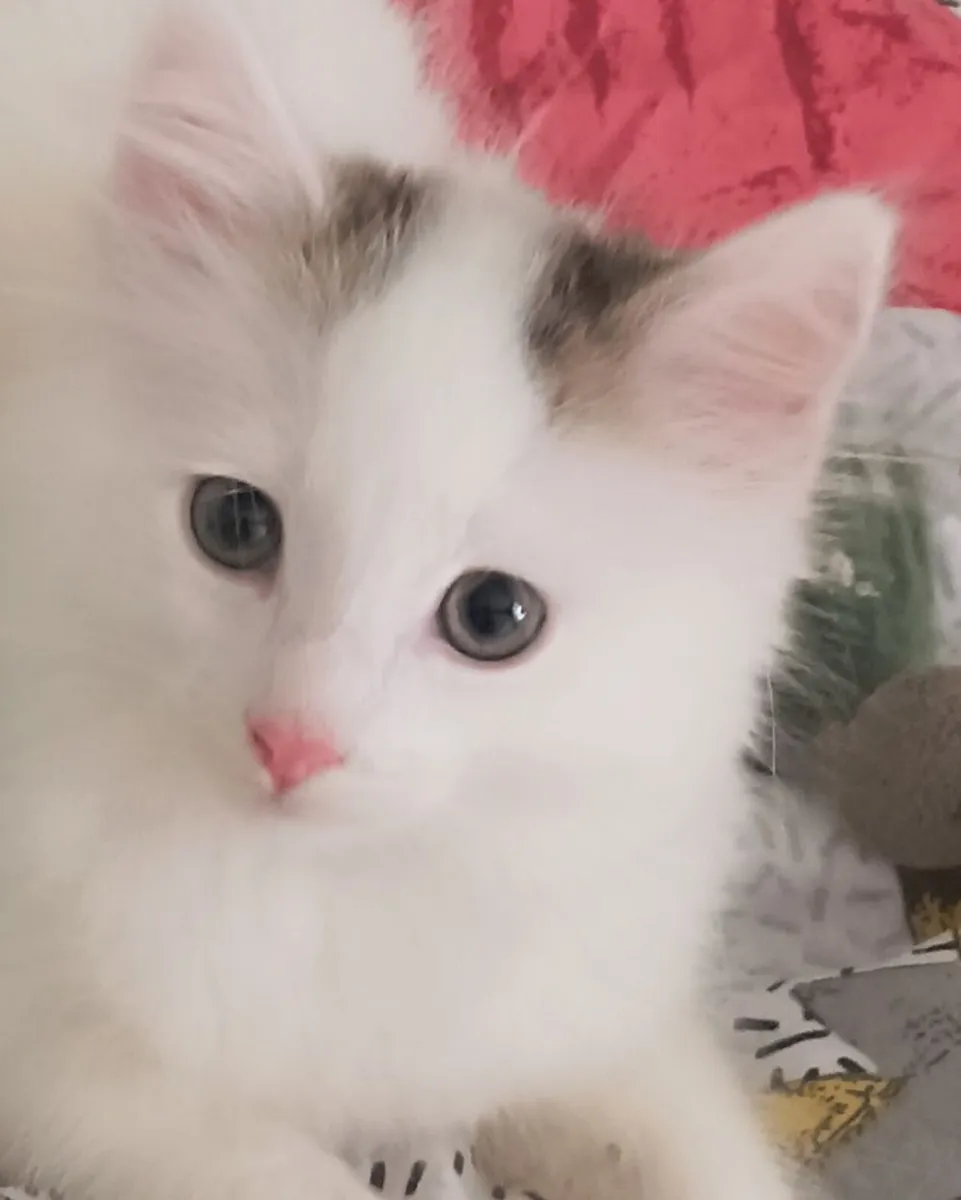 Fluffy White Turkish Van kittens - Image 2