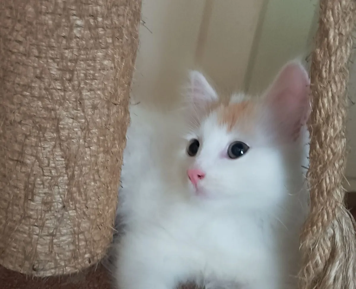 Fluffy White Turkish Van kittens - Image 4