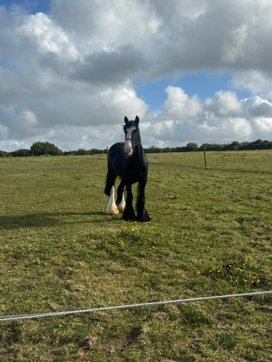 Strong cob mare - Image 1