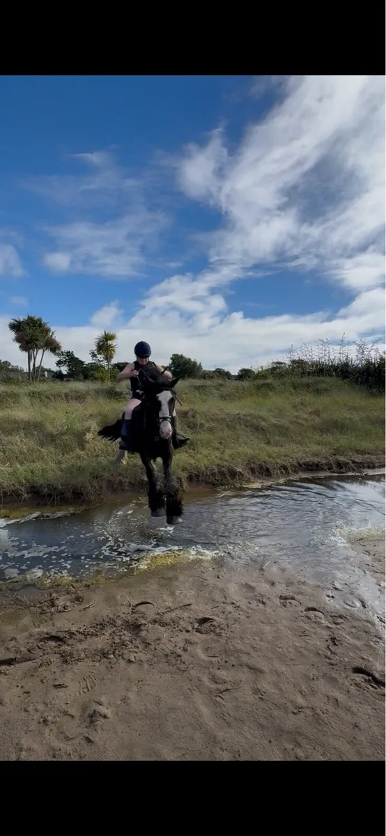 Strong cob mare - Image 2