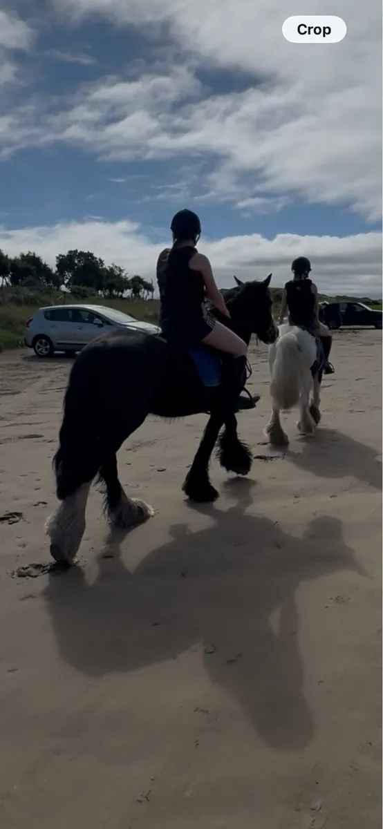 Strong cob mare - Image 3