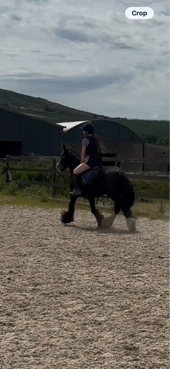 Strong cob mare - Image 4