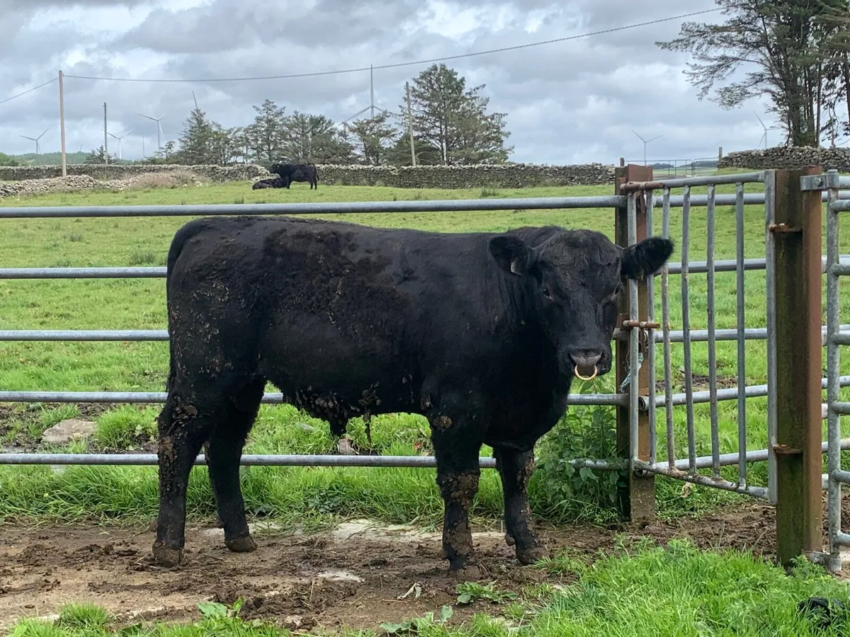 Nice AA bull has heifers served - Image 3