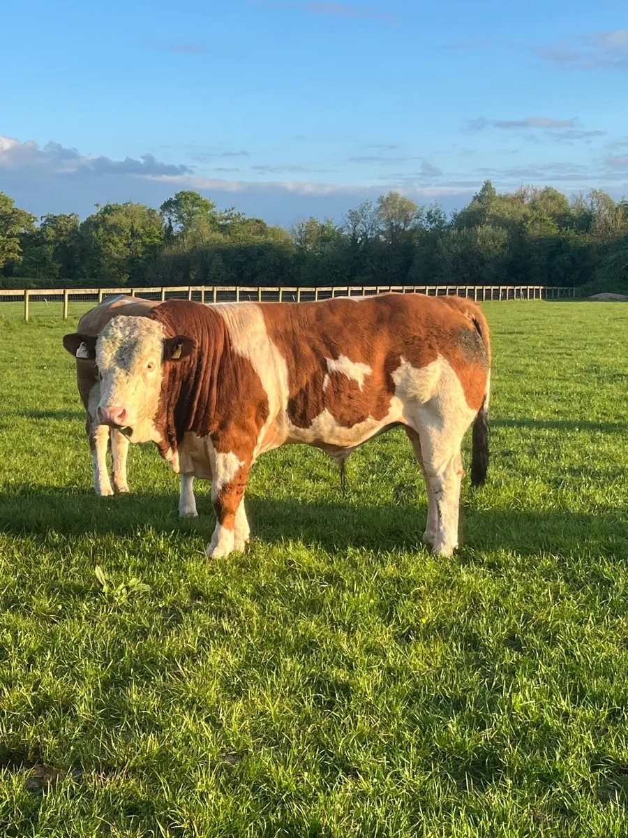 Purebred Simmental bull - Image 2