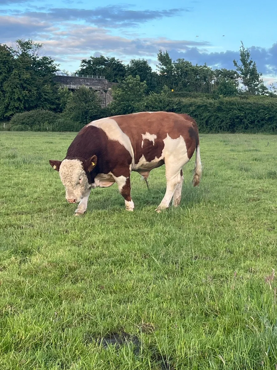 Purebred Simmental bull - Image 3