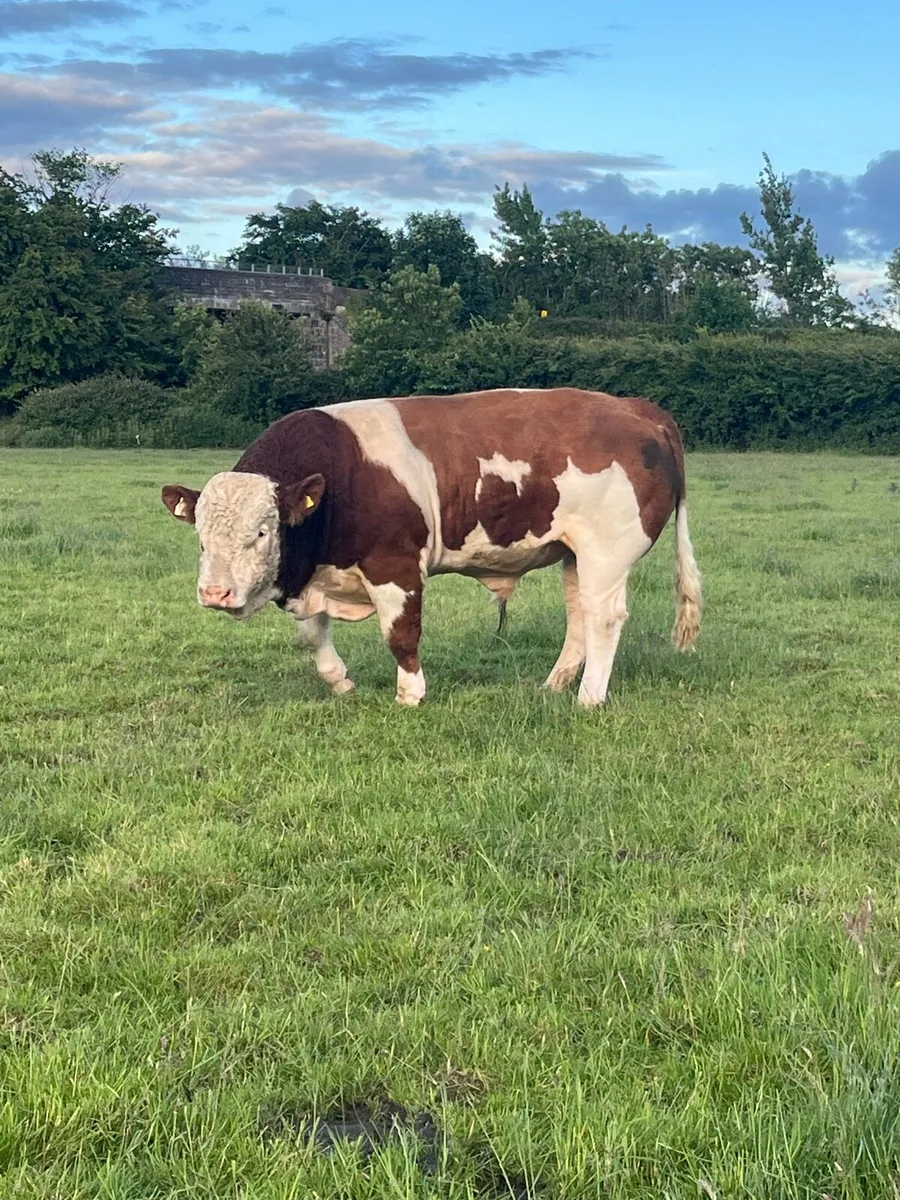 Purebred Simmental bull - Image 4
