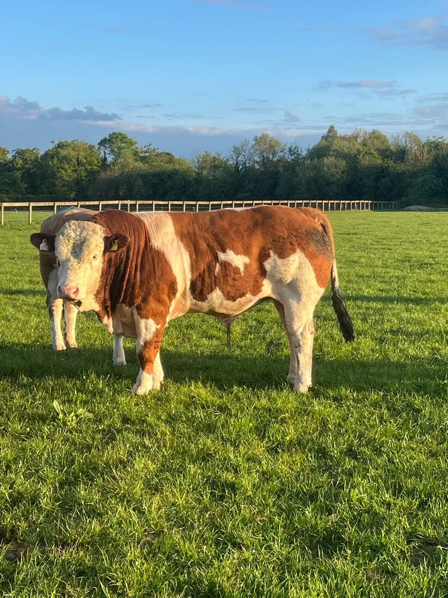 Purebred Simmental bull - Image 1
