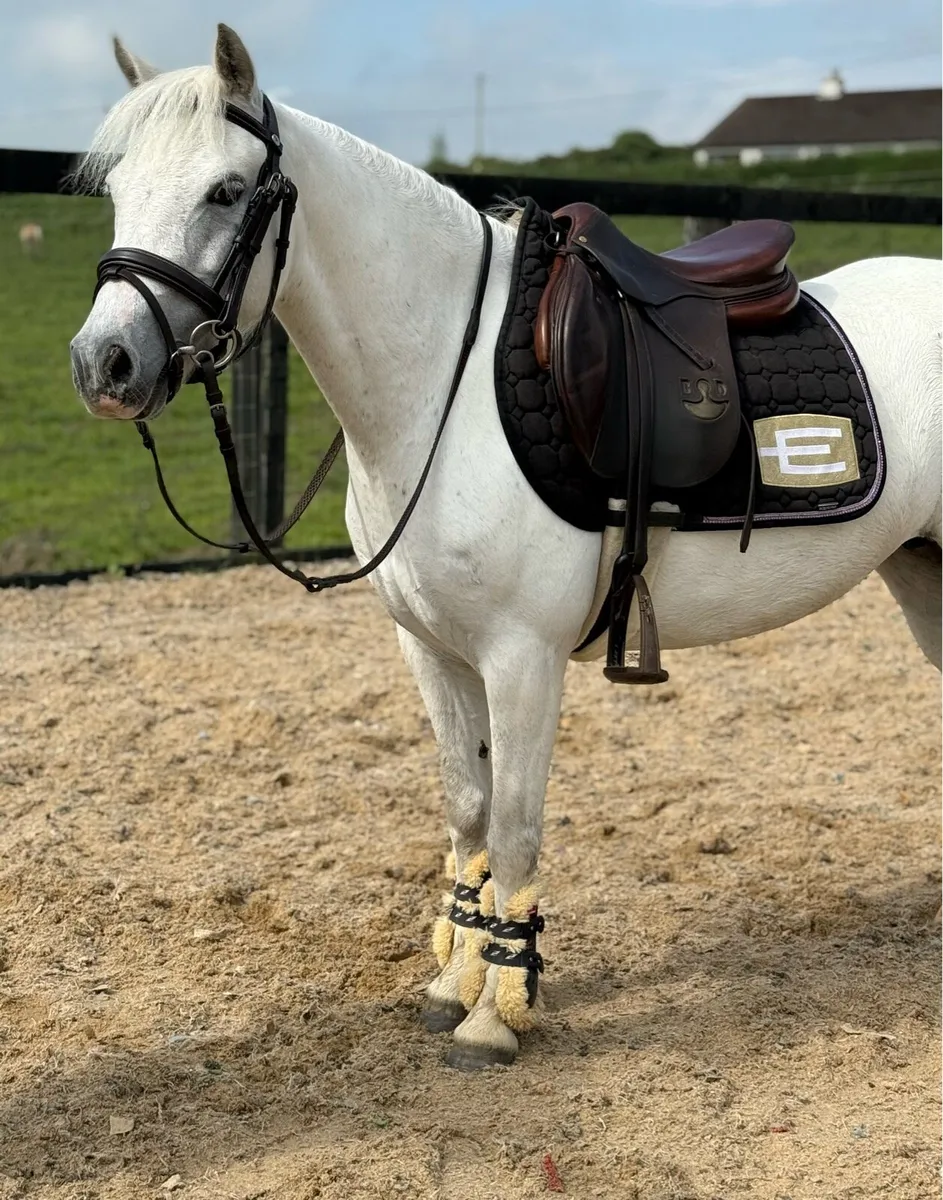 126cm Princess pony! - Image 1