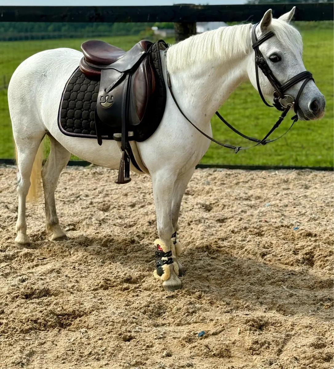 126cm Princess pony! - Image 2