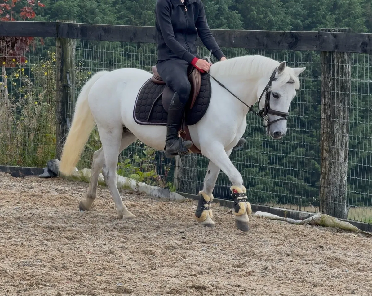 126cm Princess pony! - Image 3
