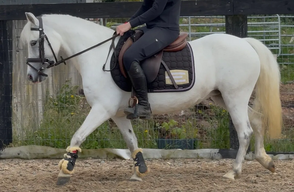 126cm Princess pony! - Image 4