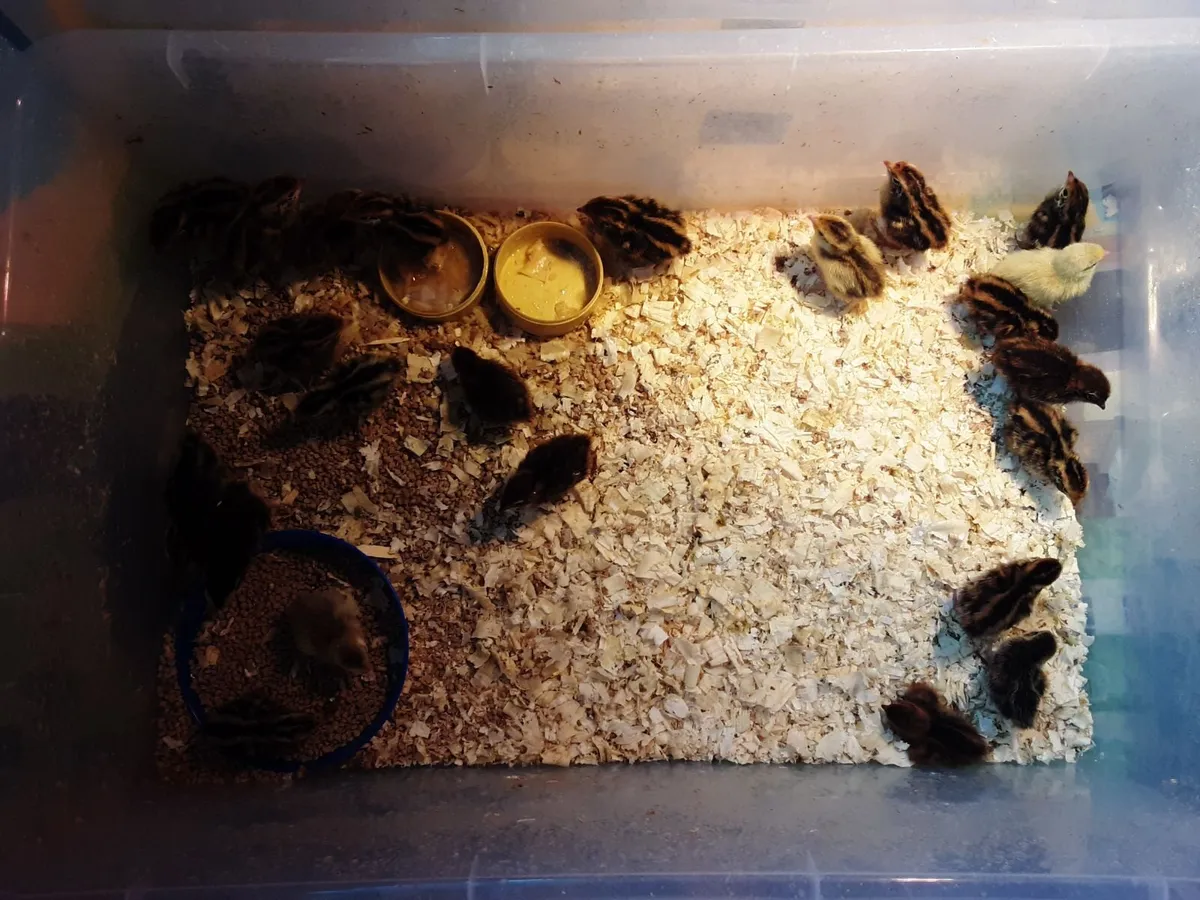 Quail chicks - Image 1
