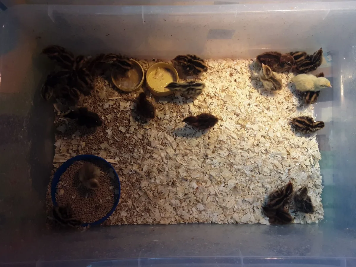 Quail chicks - Image 2