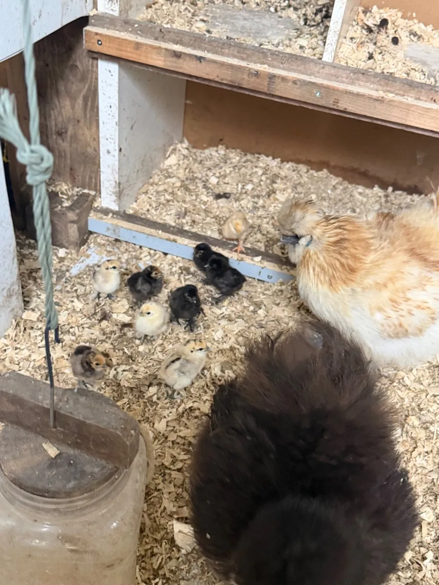 Silkie/bantam chicks - Image 2