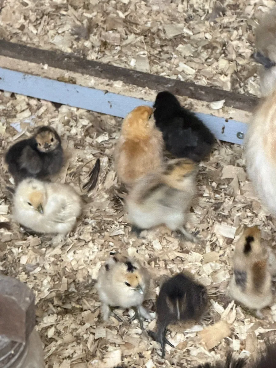 Silkie/bantam chicks - Image 3