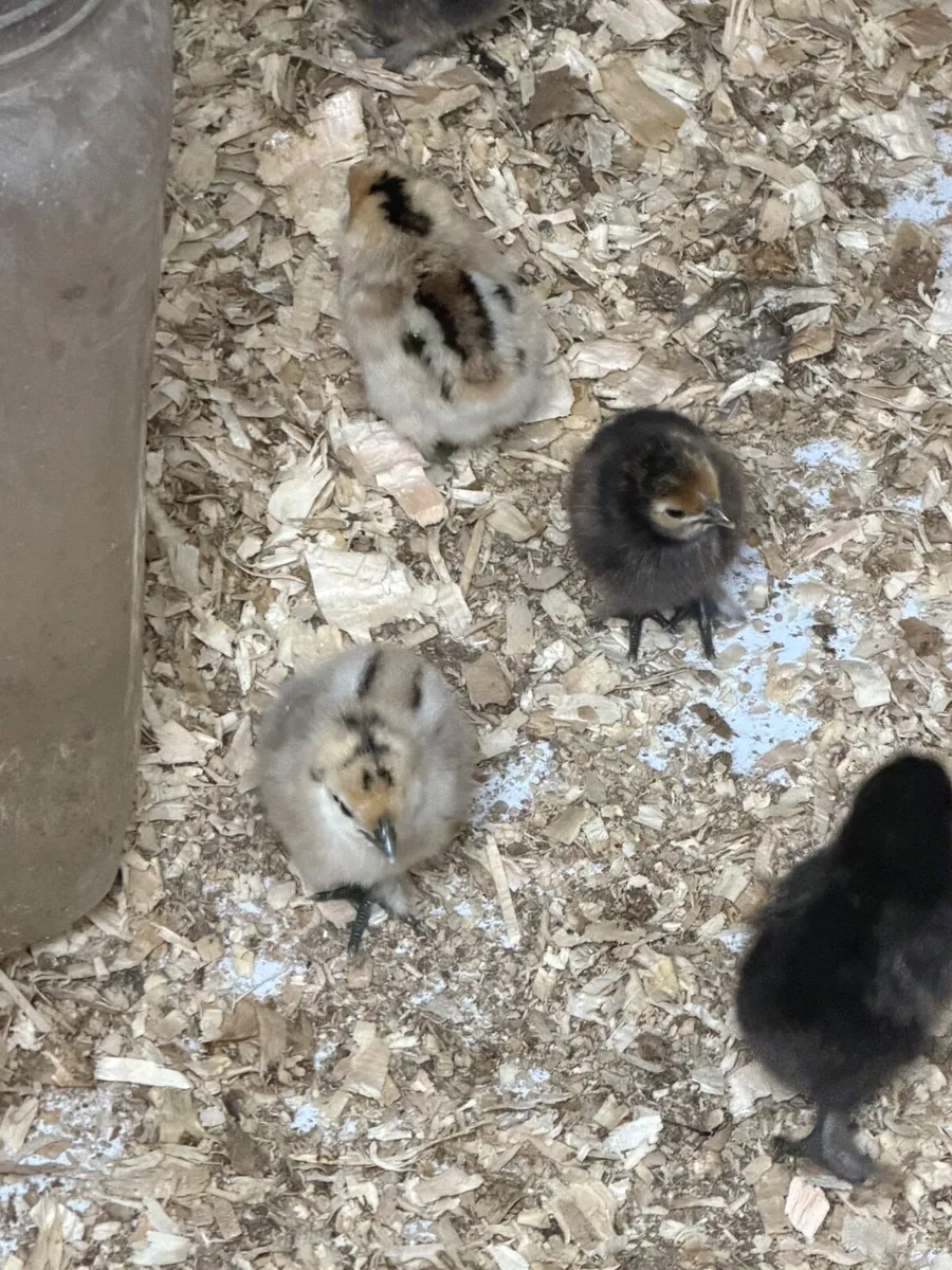 Silkie/bantam chicks - Image 4