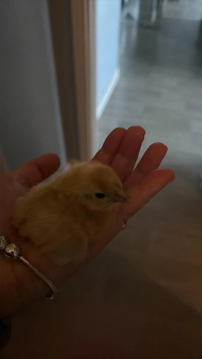 Silkie/bantam chicks - Image 1