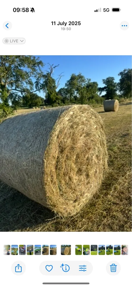 Hay - Image 1