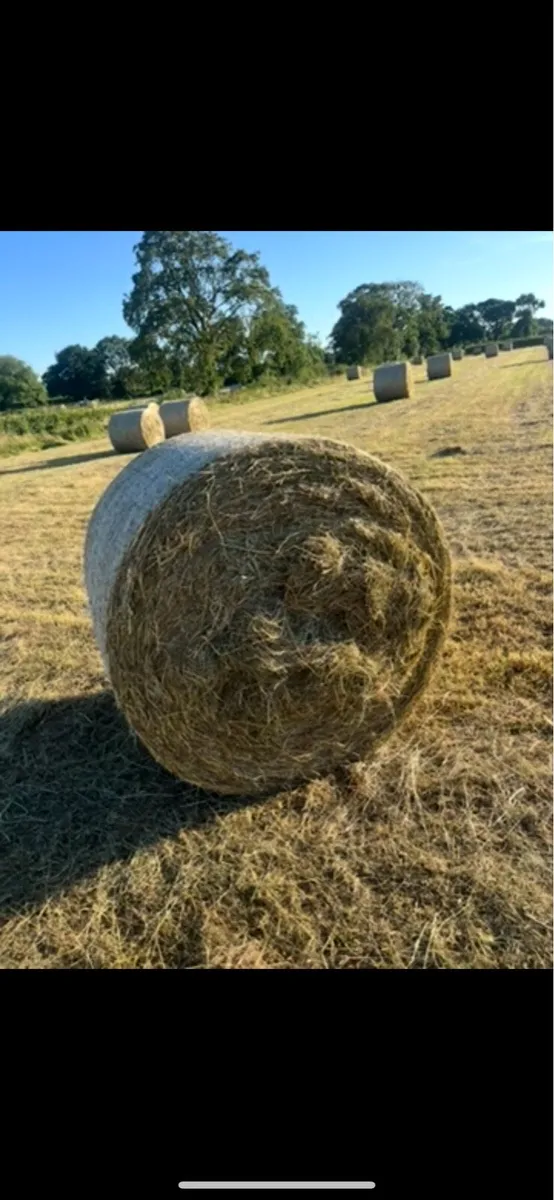 Hay - Image 2