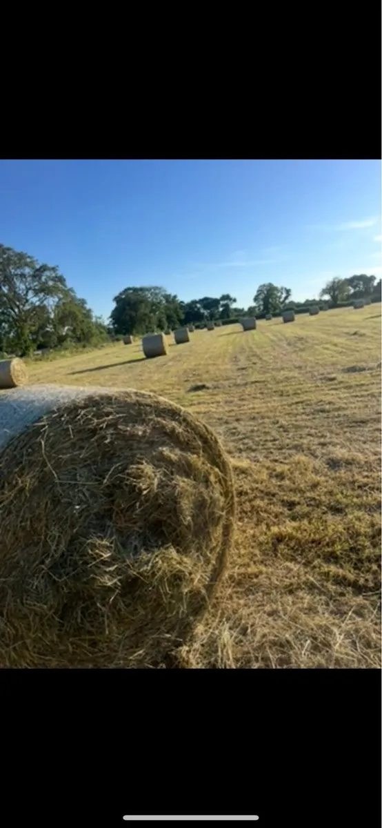 Hay - Image 3