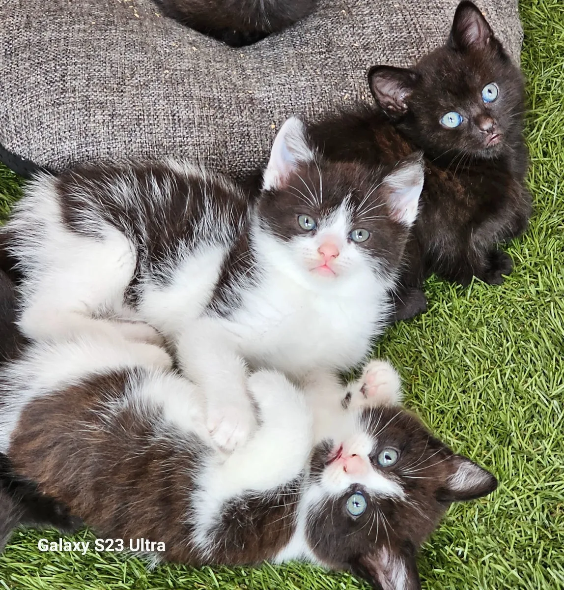 Cat - Image 1