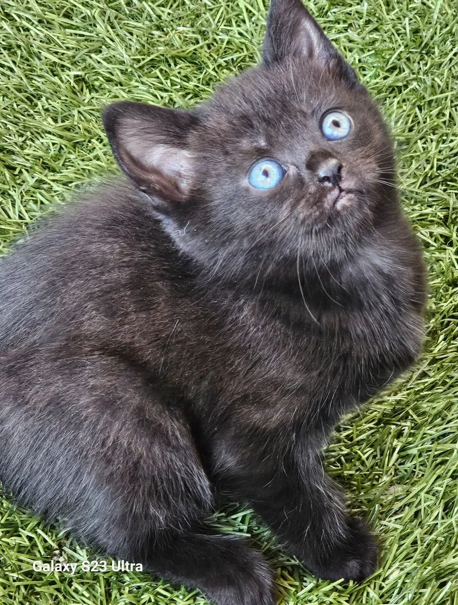 Cat - Image 4