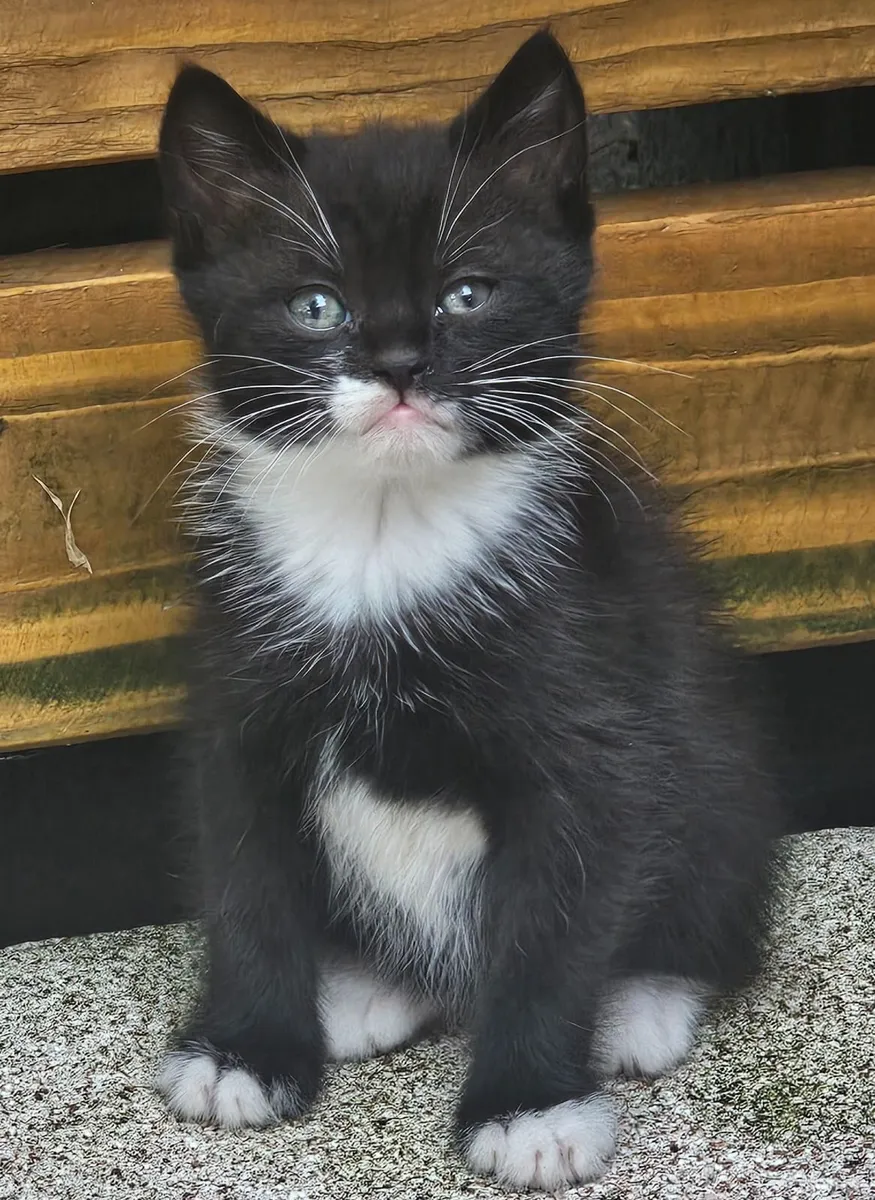 Cat - Image 2