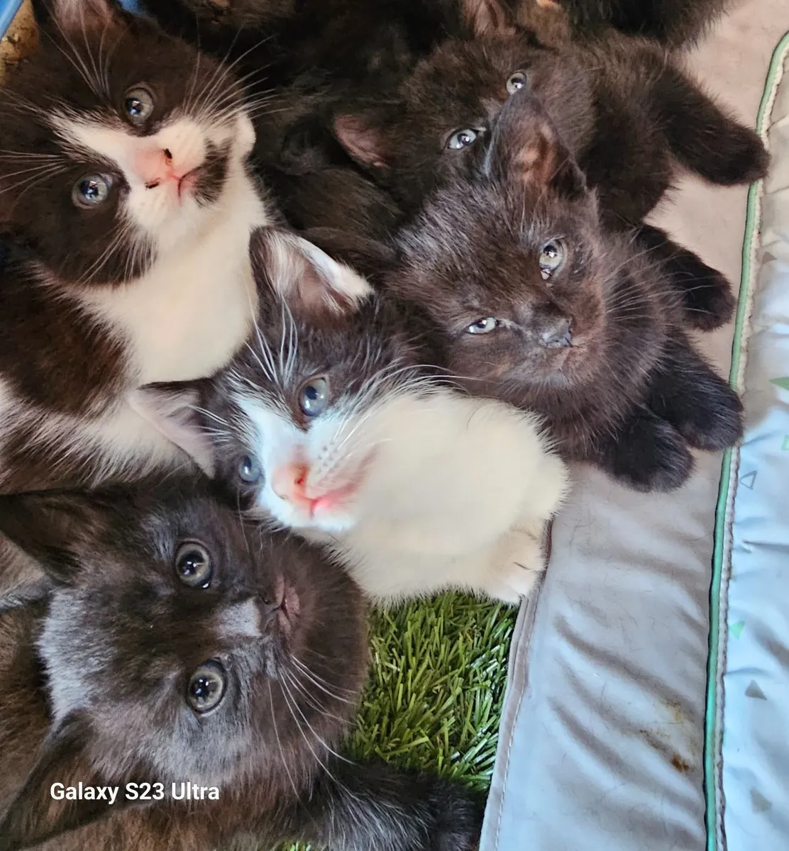 Cat - Image 3