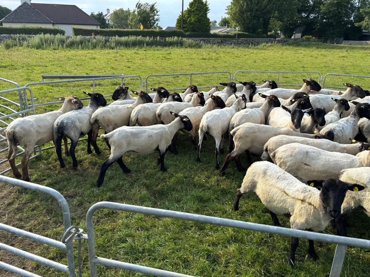 Suffolk Hoggets - Image 3